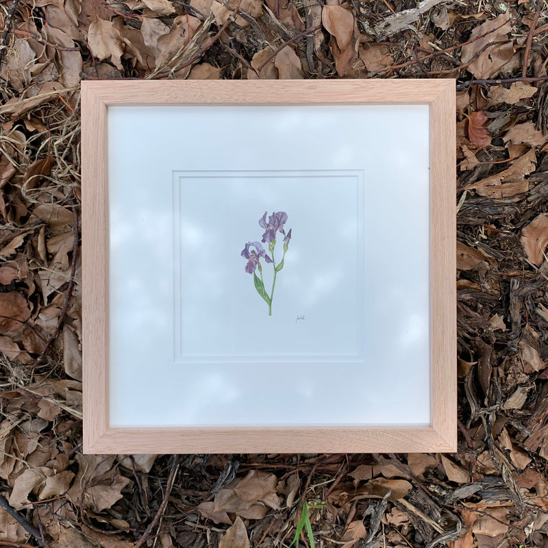 Timber Framed Print - Purple Iris